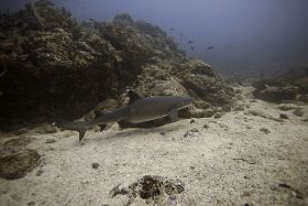 A Whitetip Reef Shark ocean in Panama dangerous animals – Best Places In The World To Retire – International Living